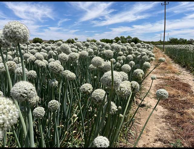 4,642HA FARM FOR SALE IN LEEU GAMKA